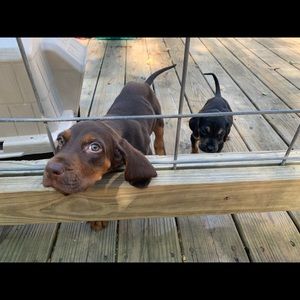 Meet your Posher, Chloe